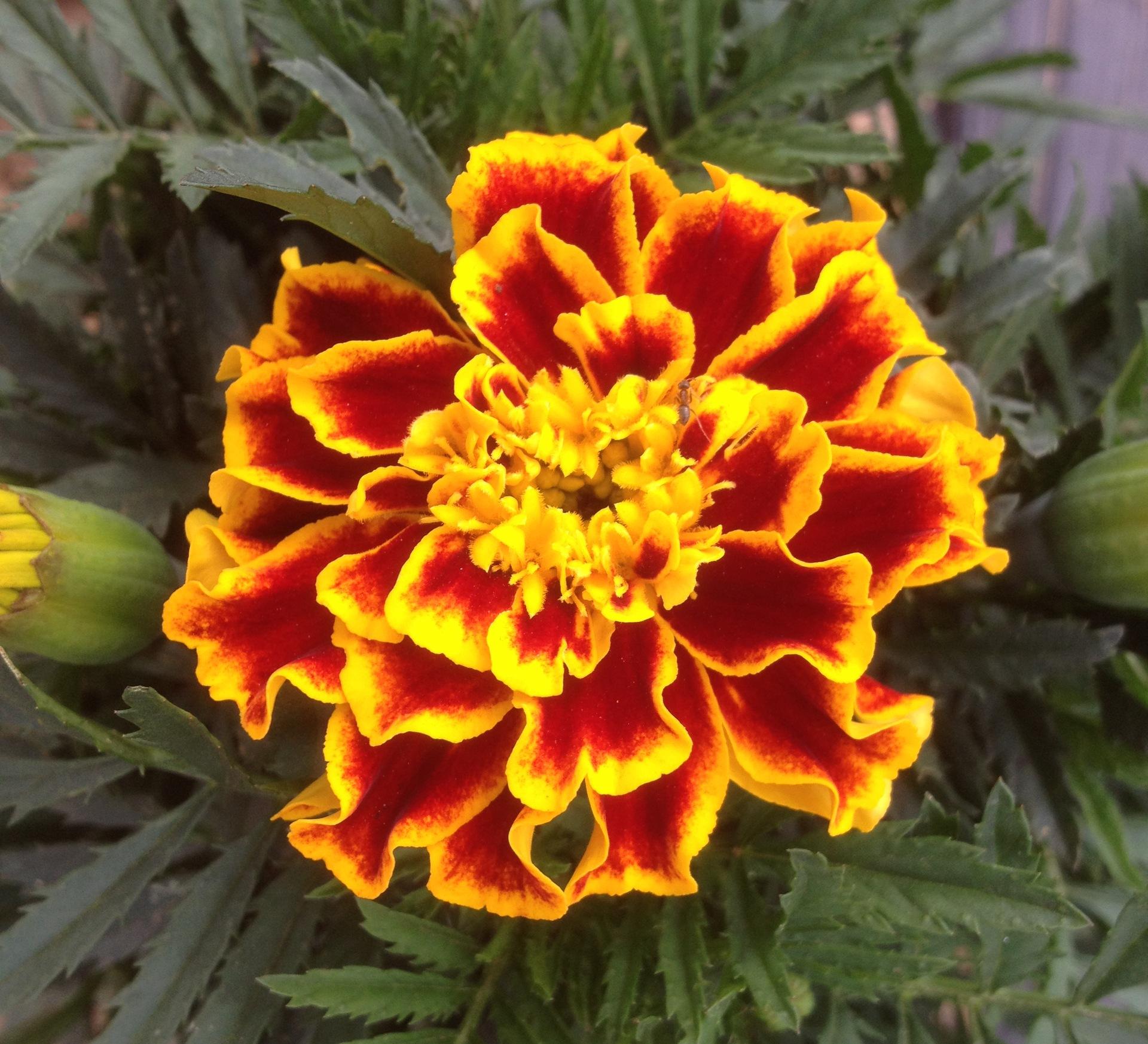 万寿菊绽放，永恒祝福——盛放时光的美好印记🌻