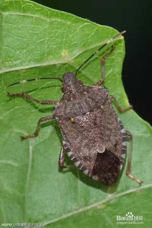 椿象之声，尊敬的听众朋友们，大家好！