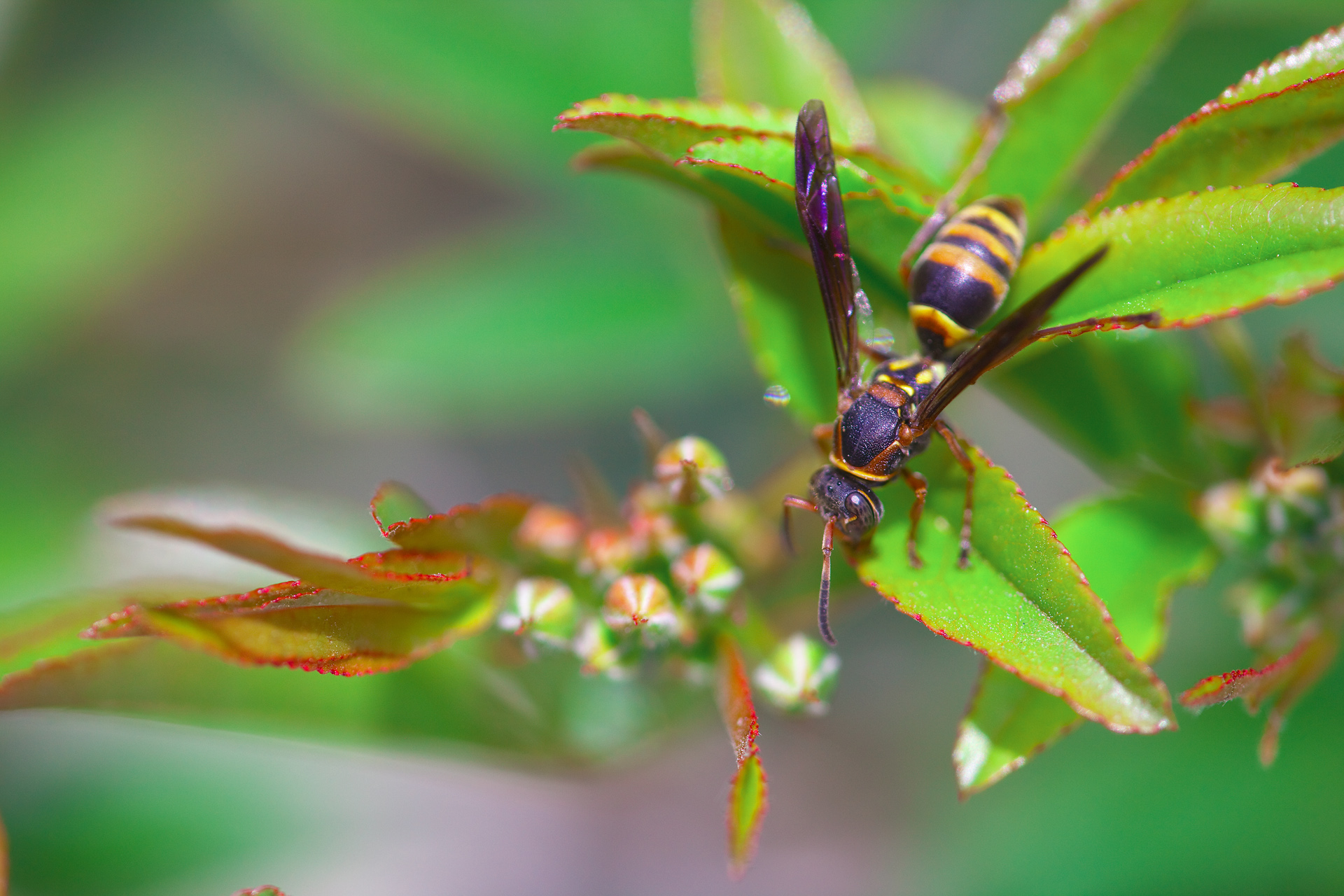 自然之声，探秘蚂蜂的神秘世界